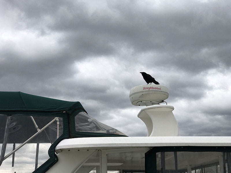 Crow on a Pleasure Boat Radar Unit Against a Stormy Sky